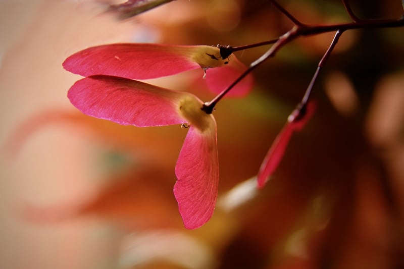 Japanese Maples